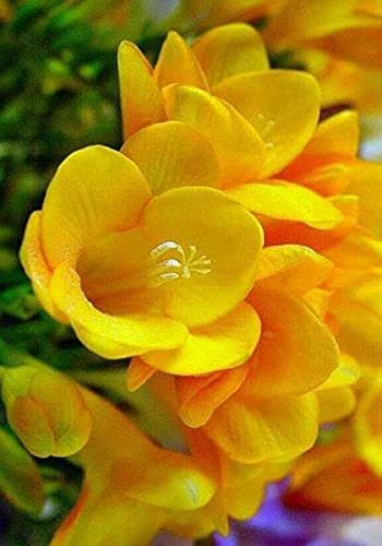 Radha Krishna Agriculture Imported Variety Freesia bulb Winter flower bulbs Mix color for Home Garden Pack of 2 Flower Bulbs (B097Q87DKY) Amazon Price History, Amazon Price Tracker
