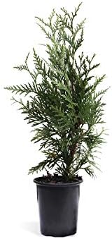 Brighter Blooms - Thuja Green Giant Arborvitae Tree, 1-2 Ft. - Fastest-Growing Evergreen for Instant Privacy - Cannot Ship to AZ