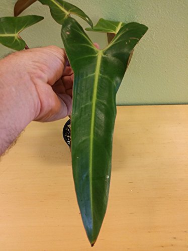 Amazon.com : Rare Philodendron bernardopazii aka Superbum - Live Plant in 4  inch Pot - Simple to Grow Tropical Plant Houseplant or Outdoors : Patio,  Lawn & Garden