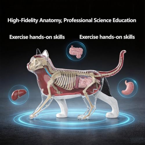 Modèle d'anatomie de chat cube pédagogique idéal pour les cours de sciences en classe