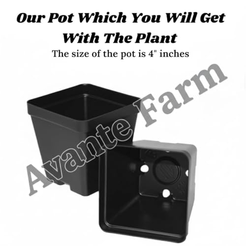 Image of Avante Farm 12 Months Red Grape Hybrid (grafted) Live Fruit Plant Original & Authentic Organic Tree For Outdoor Fast-growing Fruit Plant Home Gardens Sweet Healthy Plant Pack Of-1