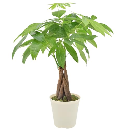 Live Braided Money Tree Pachira Aquatica Indoor Houseplant in Arcadia Garden Product's Branded Plastic Pot, Tropical Plant Collector Gift for Home and Garden Decor, 4-in, Beige