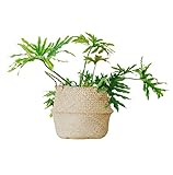 SOVA Large Seagrass Belly Basket with Handles, 15 inches x 13.4 inches, Natural Woven Belly Planter Basket for Indoors, Laundry Basket, Blanket Storage