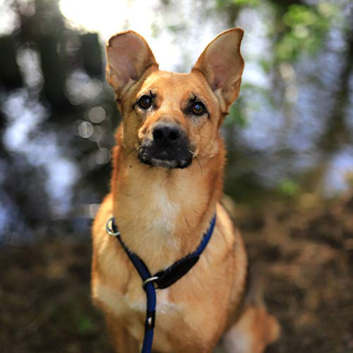 lionto Hundehalsband aus strapazierfähigem Nylon für Hundetraining, Länge 65 cm, 1 cm Dicke, Zugstopp Halsband für Hunde, Lederimitat mit Metallring & Anpassung durch stufenlosen Schieber, blau