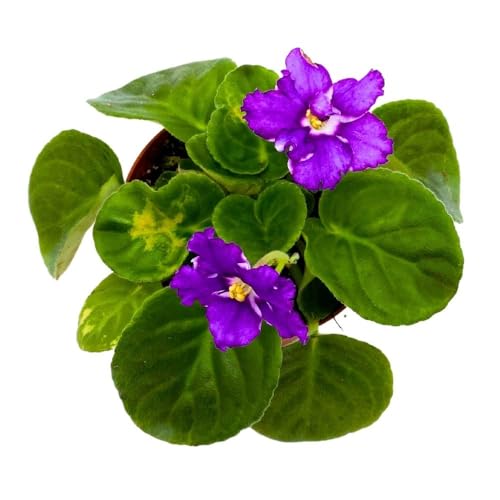 Harmony Foliage African Violet Birth of a Galaxy, 4 inch Purple Flower Saintpaulia Gesneriads