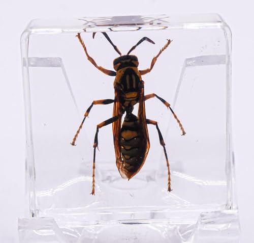 Image of 38mm Real Asian Hornet in Crystal Clear Lucite Resin Specimen Preserve Insect Bug Taxidermy Crafts Collection for Biology Science Education & Desk Ornament Display Supplies Small Paperweight