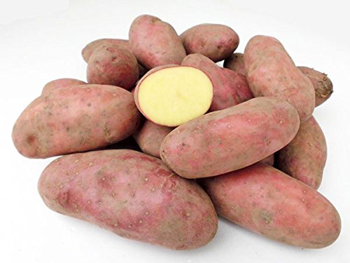 北海道四季工房 北海道剣淵産 シェリー（Ｍ～Ｌ混）北海道産じゃがいも