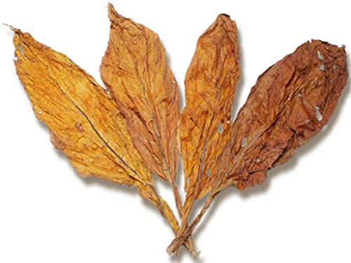 golden virginia tobacco seeds uk Tobacco Seeds for Planting | Golden Virginia | 500+ Seeds | UK Organic