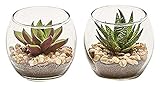 Worth Imports 2.8' Succulents in Glass Pot, Set of 2, 2 Piece