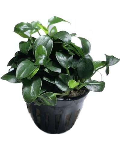 Marcus Fish Tanks Anubias Nana Petite Live Aquarium Plants Potted Freshwater Auatic Plant Buy 2 Get 1 Extra thumb #7