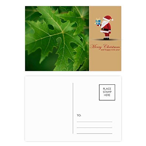 Cartes postales Pere Noel decores de plantes pour correspondance hivernale cocooning