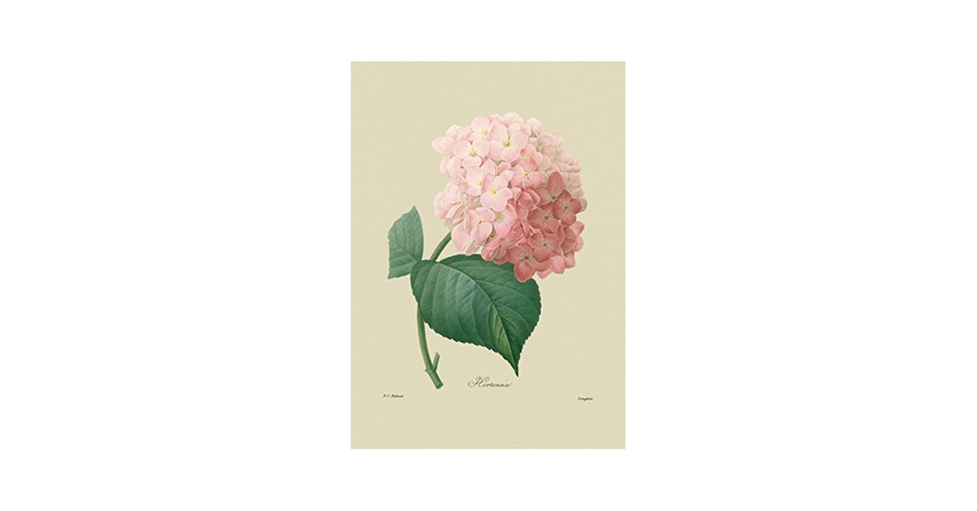 西洋あじさいの絵 Amazon.co.jp: BiblioArt Series P.J.ルドゥーテ「西洋アジサイ