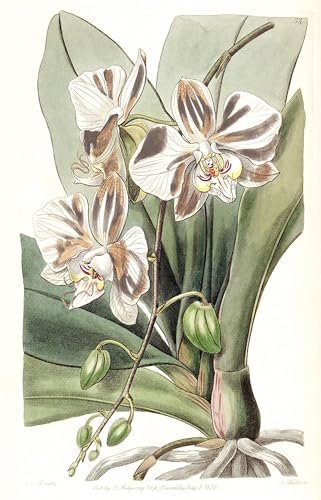 Impressions d'art mural Phalaenopsis Aphrodite affiche vintage chambre 60x90cm