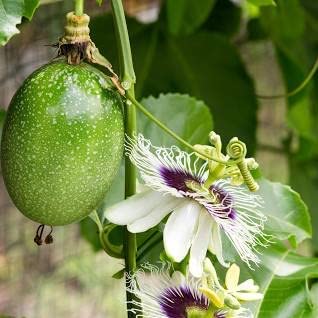 Passion Fruit Hybrid Live Plant Original Variety Healthy Live Plant (Hybrid), Suitable for all climate, Pack of 1 (B0BZJNGKQ9) Amazon Price History, Amazon Price Tracker