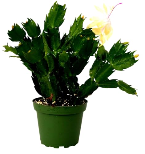 Schlumbergera en Maceta Planta Viva de Interior Perfecta para Espacios Luminosos - Cactus de Navidad