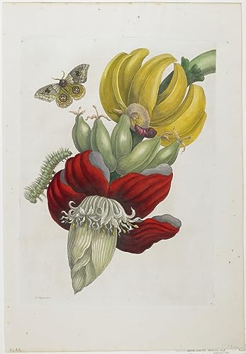 Art tableau inflorescence de banane Maria Si pour salon moderne