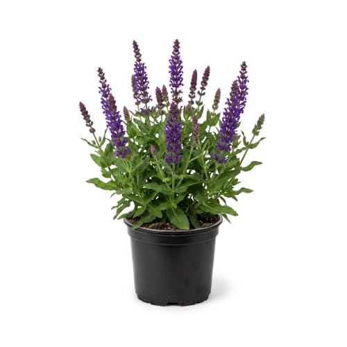 Live Salvia - Blue - Beautiful Upright Perennial - Healthy Spring Plant - 12 Tall by 6 Wide in 2.5 Qt Pot