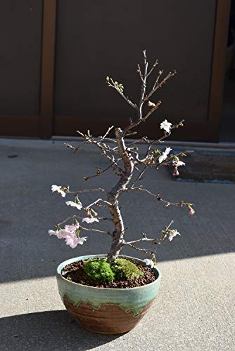 植木 盆栽 十月桜の人気商品 通販 価格比較 価格 Com