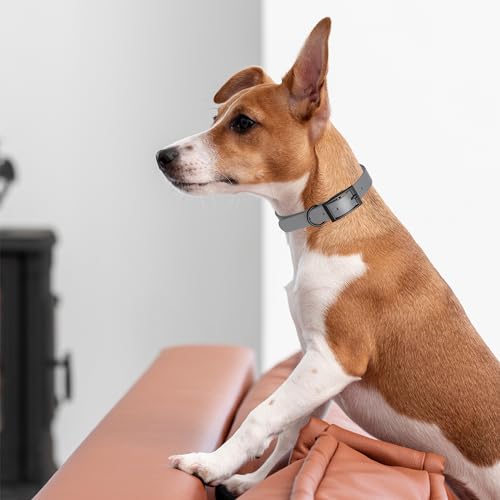 Image of Dogline Biothane Waterproof Dog Collar Strong Coated Nylon Webbing with Black Hardware Odor- Proof for Easy Care Easy to Clean High Performance Fits Small Medium or Large Dogs, Battleship Gray