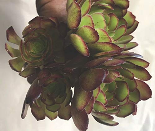 Cutting-Aeonium Cluster Cactus Succulent Black Rose #TOP30