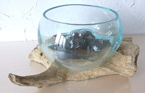 Vase Terrarium en Verre soufflé sur Racine de Bois, diamètre Environ 15cm, modèle Unique. Vendeur Francais. Chaque Vase est Unique, Envoi aléatoire....