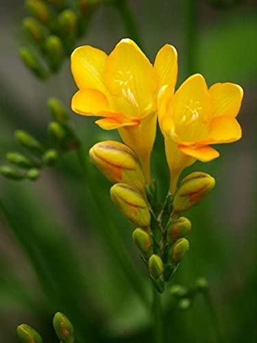 Radha Krishna Agriculture Imported Variety Freesia bulb Winter flower bulbs Mix color for Home Garden Pack of 8 Flower Bulbs (B097Q9QYG2) Amazon Price History, Amazon Price Tracker