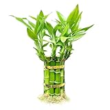 Lucky Bamboo Plants Live Indoor (10 Stalks, 4 Inch) - Fresh House Plants for Office Desk, Home Decor, for Positive Energy, Prosperity & Easy Care