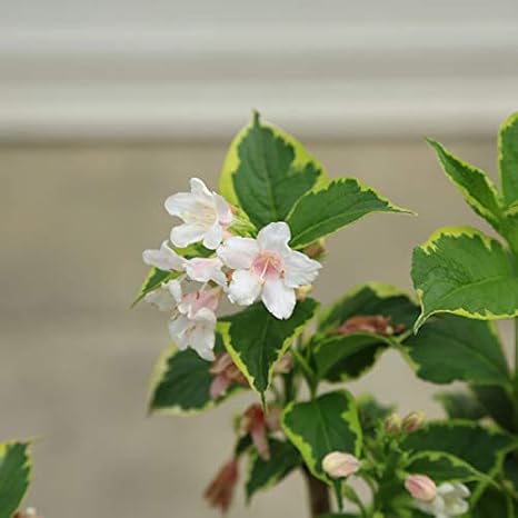 お買い求めしやすい価格 斑入り大紅ウツギ 確認用です 奇跡の再販 Talalsalman Com