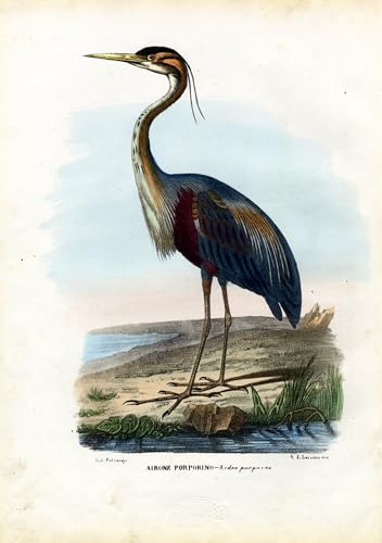 Pintura al óleo clásica del Ñu Negro de Raimundo Petraroja, una obra elegante de 60x90cm