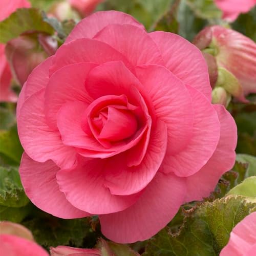 Carbeth Plants - Begonia Double Pink Summer Tubers - Large Headed Long Flowering Season Perennial Bulb Corms - Low Maintenance Pollinator Friendly - Grow in Beds, Borders and Patio Pots (10 Tubers)