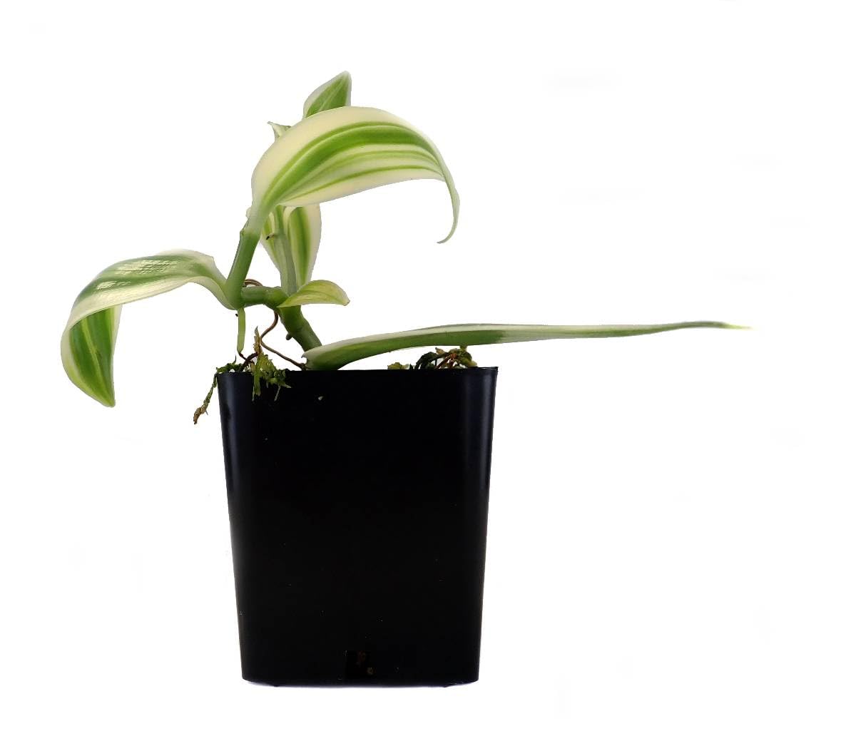 Josh's Frogs Vanilla planifolia Super Variegated