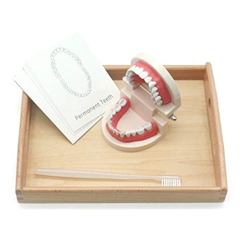 Kamonda Brinquedo Montessori para a vida prática de brinquedo de dentes simulados, escovação dos den