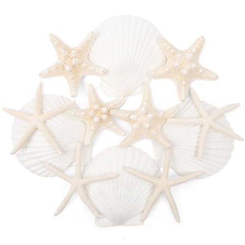 SKOOLOVE 12 pièces étoilesCoquillages Mixtes d'étoiles de mer et de Pétoncles de 6 à 10 cm, Coquillages Naturels pour Décoration de Mariage, fête à...