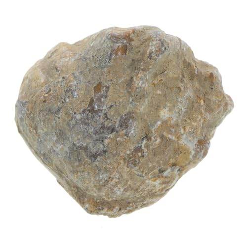 JECOMPRIS 1pc Shell Paleontology Specimen Model Decor for Boys and Girls for Children Toys