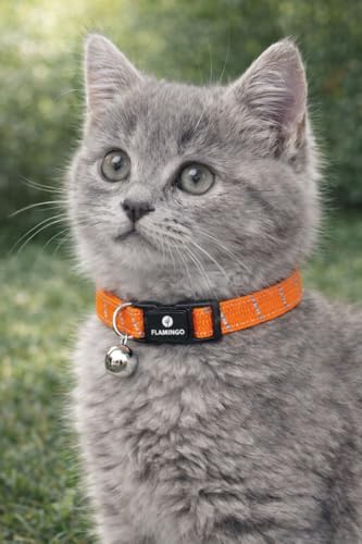 Collar Gato - Gatito Elza Naranja 15–22 cm – Nylon elástico Reflectante con Cascabel
