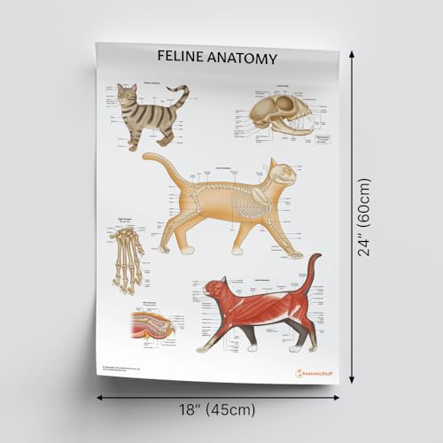 Anatomie du chat planches médicales et illustrations vétérinaires muscles et os - 2