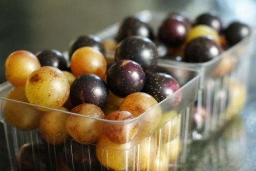 Muscadine/Scuppernong Mix 12 Seeds MEDICINALWINEJUICESYRUPSAUCESJELLY