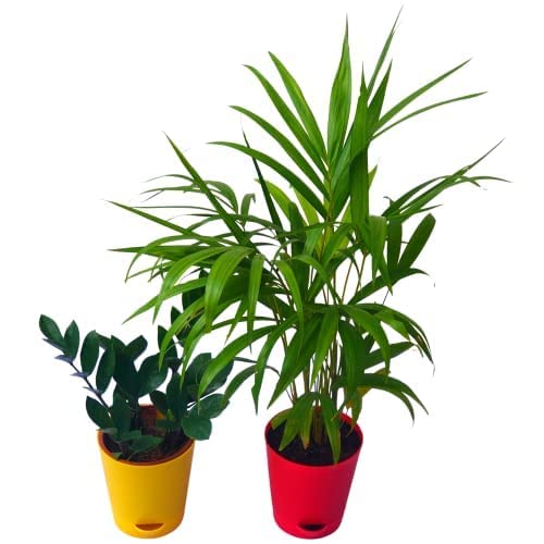 Parasbag Gardening® Air Purifying Indoor Plants for Home Decor with