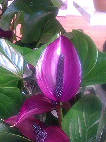 Flamingoblume Lila Anthurium - üppige Blütenpracht In 14cm Topf