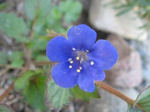Miniatura 2 de 200 semillas de flores de Phacelia Campanularia (campanas de Canterbury salvajes/Campana azul desierto)