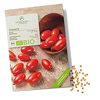 PRINCIPE BORGHESE - Cette ancienne variété italienne aromatique produit des fruits ovales et ronds de 2 à 4 centimètres de diamètre. Elle a un goût sucré et épicé et donne une bonne récolte avec des fruits petits en masse. GRAINES BIO CERTIFIÉES - No...