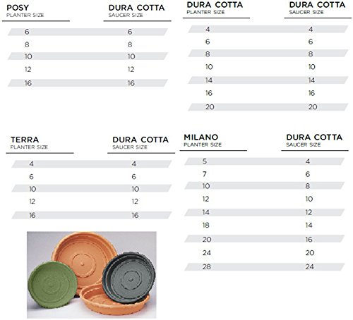 Bloem Terra Two-Tone Saucer 12" Taupe W/Passion Fruit (Stt1235-29) #TOP1