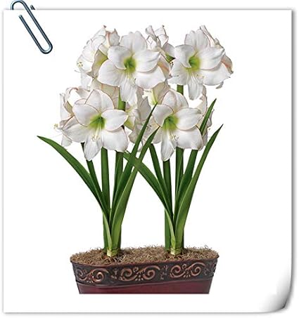 Amazon アマリリス花球根 魔法 丈夫 寝具 植物 強い根 花 盆栽 スペシャル 鉢植え 多年草 白い 1球根 花