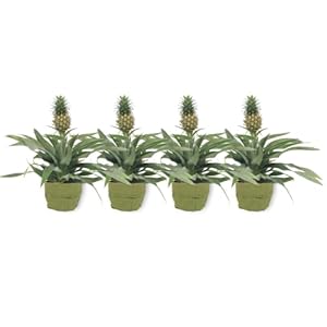 Ananas Comosus Ananas Boom – Ananasplant in groene decoratieve tas – Anti-snurkplant – onderhoudsvriendelijk…