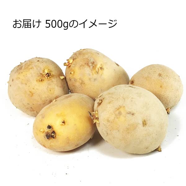ジャガイモ種芋　アイマサリ　MLサイズ　検査票あり　20キロ Amazon.co.jp: ジャガイモ・アイマサリ 種芋 500g 秋植え用ジャガイモ