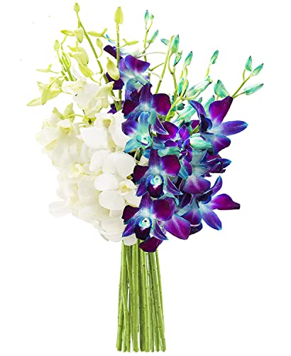 Image of KaBloom-20 Blue&White Orchid Bouquet,Flowers for Valentine, Mother's Day