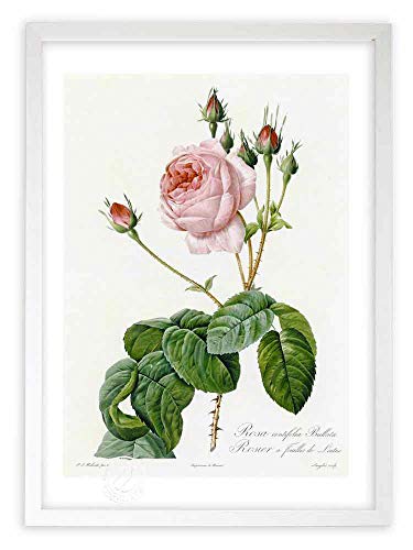 版画 絵画ロサ・ケンティフォリア・ブラータ インテリア 壁掛け 風景画 油絵 アート アートパネル リビング 玄関 プレゼント モダン 飾る