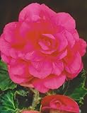 Blumenhandel Ullrich Begonien Großblütig gefüllt in rosa Knollenbegonien Blumenzwiebeln (5 Blumenzwiebeln)