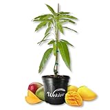 Cotton Candy Mango Tree - Grafted - Live Plant in a 3 Gallon Growers Pot - Mangifera Indica - Beautiful Edible Fruit Bearing Tree for Patio and Garden