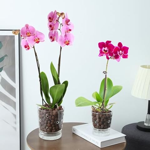 MIBUNG 2Pcs Self Watering Orchids Planter Orchids Pot with Holes, Clear Glass Pot for Orchids with Drainage Holes & Saucer, Self Watering Flower Pot with Reservoir Tray for Indoor Plant(4+5.3inch) Cover